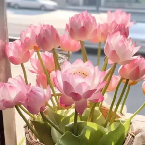 The Sacred Bonsai Bowl Lotus Flower Seed