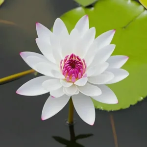 The Sacred Bonsai Bowl Lotus Flower Seed