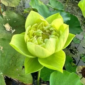 The Sacred Bonsai Bowl Lotus Flower Seed