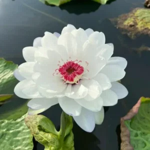 The Sacred Bonsai Bowl Lotus Flower Seed