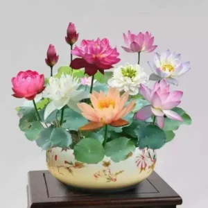 The Sacred Bonsai Bowl Lotus Flower Seed